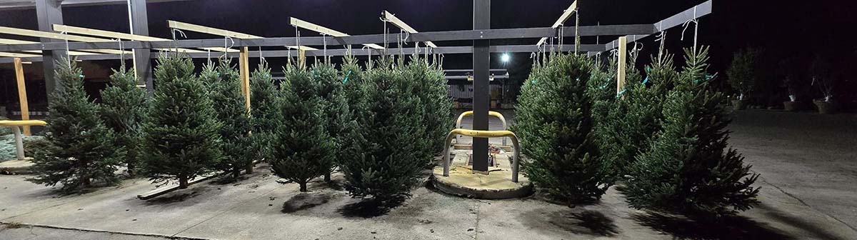 2024 Premium Christmas Trees Have Arrived!